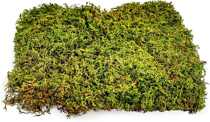 Preserved Sheet Moss in Natural Green | Decorative Real Natural Green DIY Kit Terrariums Gardenning Art Wall Decor Florist Decor Easter Table Decor Wedding - 2 Quart