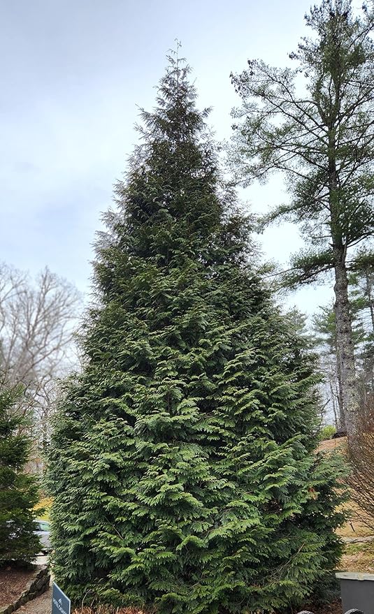 Thuja Green Giant Arborvitae Lot of 10, 3 Inch Pot