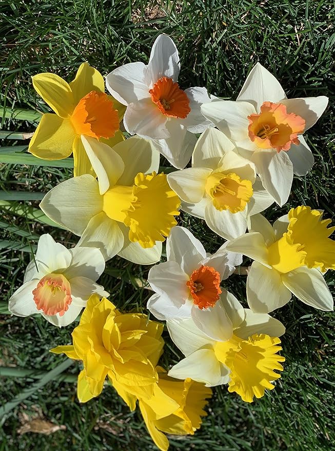 Mixed Large Cup Daffodils- 50 Perennial Daffodil Bulbs - Assorted Colors Narcissus