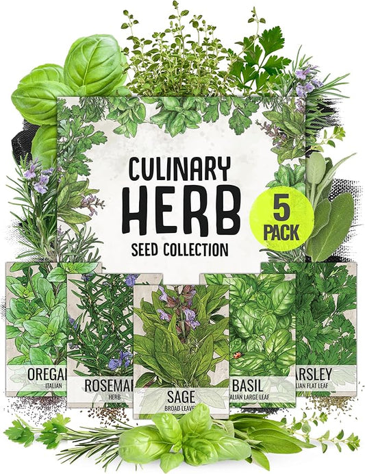 Seed Needs, Italian Herb Seed Packet Collection (5 Individual Seed Varieties for Planting) Non-GMO & Untreated - Oregano, Basil, Rosemary, Sage and Parsley