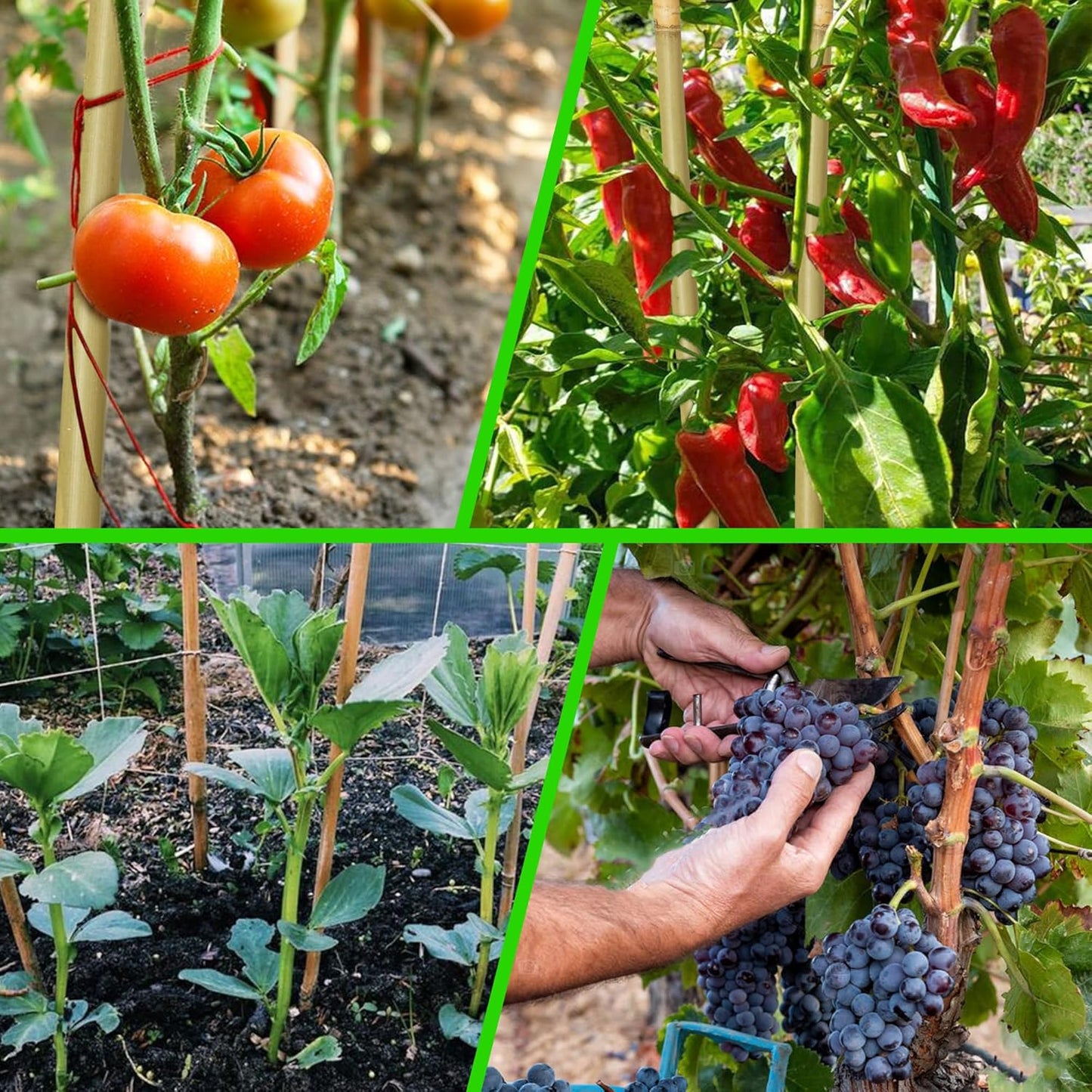 60Pcs Bamboo Stakes for Plant 4 Feet, Garden Bamboo Plant Stakes for Plants Support, Bamboo Sticks for Climbing Plants, Tomatoes, Sunflowers, Beans, Potted Plants, Trees