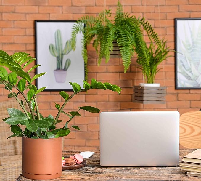 D'vine Dev Medium 8 Inch Terracotta Plant Pot with Drainage Hole and Saucer, Round Cylinder Planter Pot for Indoor Plants, 40-X-A-4