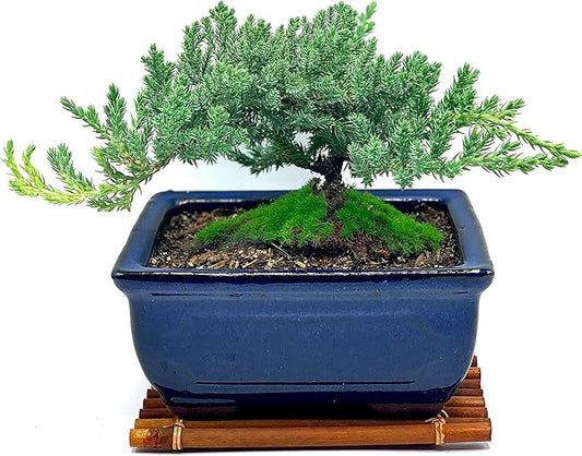 Live Dwarf Juniper Bonsai Tree 7 Year Old with Hand-Made Bamboo Stand | Juniper or Jade Bonsai Tree | Indoor/Outdoor | 100% Handcrafted| Home and Office Décor | Best Gift for Holiday