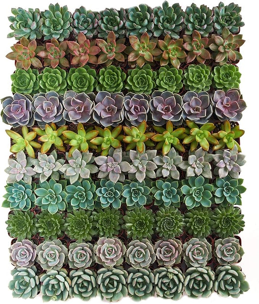 Shop Succulents Rosette Succulent Plant Pack Collection - Live Mini Succulent Plants, Low Maintenance, Floral Shaped Mix of Colors & Textures - Wedding and Party Favors, Gift & Garden, Pack of 100