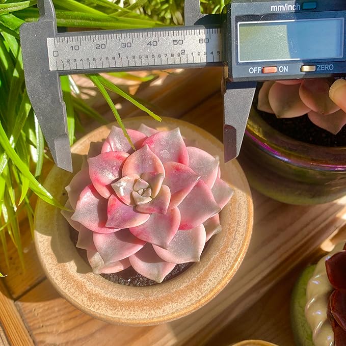 FWPP Live Succulents Plants Graptopetalum Purple Delight 2.5 inches,Rare Purple Succulents Bare Root Without Pot Soil, Live Plants Indoor Office Decoration Wedding and Gift