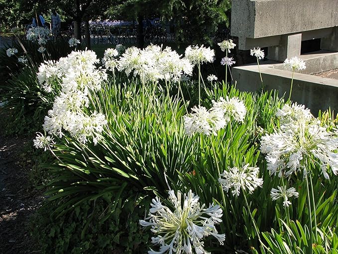 Getty White Agapanthus | 3 Live Plants | Agapanthus africanus ‘Getty White’ | Perennial Flowering Plants | Drought Tolerant Plants for Landscaping