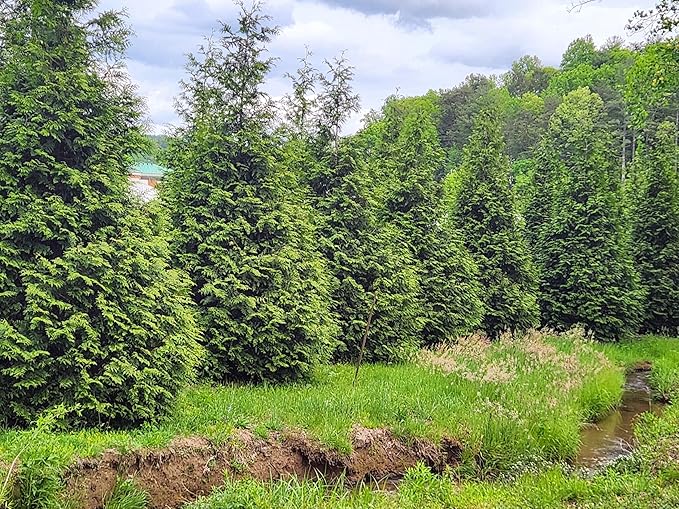 Thuja Green Giant Arborvitae Tree, Lot of 12, Quart Pot