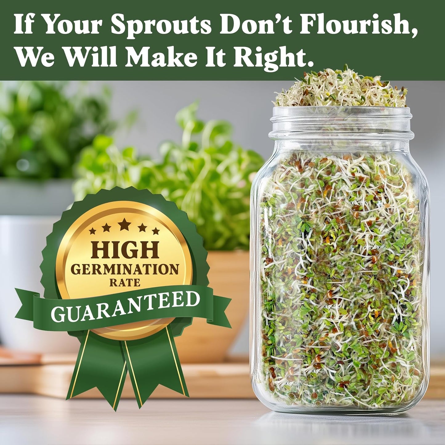 Seedboy Organic Alfalfa Seeds for Sprouting - Non-GMO, USDA Organic Microgreens Sprouting Seeds Mix - Makes 8 Quarts of Sprouts, 24 Servings (8 oz) (Alfalfa)