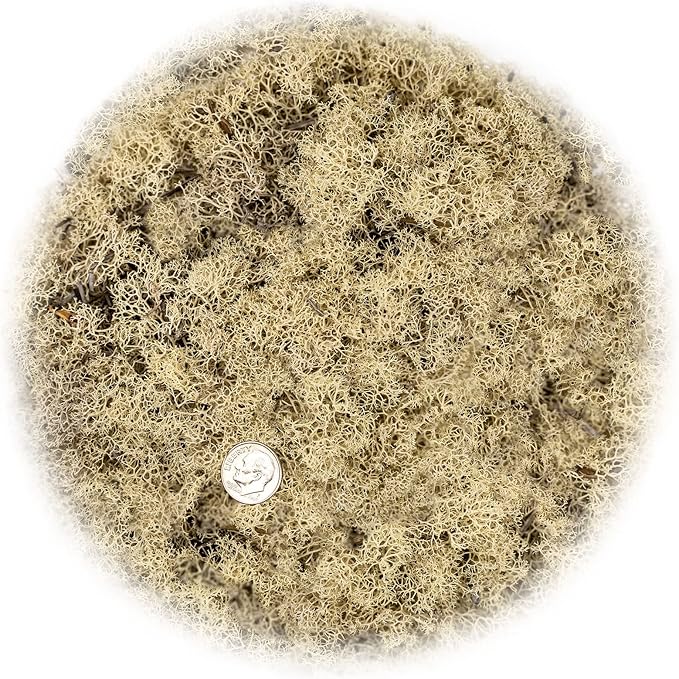 Premium Preserved Reindeer Moss for Potted Plants, Terrariums, Fairy Gardens, Arts and Crafts or Floral Decor Design in Natural (10 Quart)