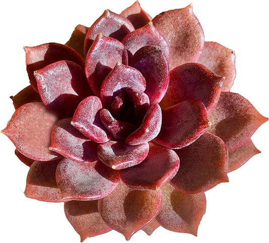 FWPP Live Succulents Plants Echeveria Black Mamba 3 inches,Rare Black Red Succulents Bare Root Without Pot Soil, Live Plants Indoor Office Decoration Wedding and Gift