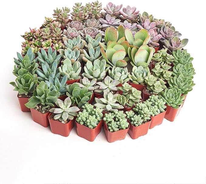Shop Succulents Assorted Succulent Plant Pack Collection - Live Mini Succulent Plants, Low Maintenance, Mixture of Colors & Textures - Wedding and Party Favors, Gift & Garden, Pack of 64