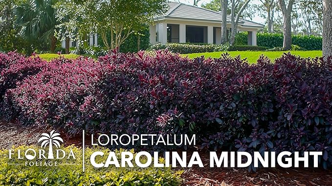 Loropetalum Carolina Midnight | 3 Live Plants | Loropetalum Chinense | Purple Foliage Shrub | Ornamental Landscape Bush | Fast Growing Plants