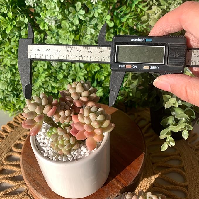 Sedum Caviar Rare Live Succulent Plants, Pink Cluster 3 Live Plant, Package Without Pot Soil, Garden Indoor Office Desk, Wedding Party Baby Shower Decoration, Friend Plant Lovers Gifts