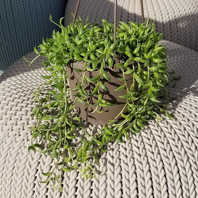 String of Bananas Succulent, Hanging Plants Live Succulents Plants Live Houseplants, Hanging Planter Basket, Mini Succulents Live Plants Indoor Plants in Plant Basket by Plants for Pets