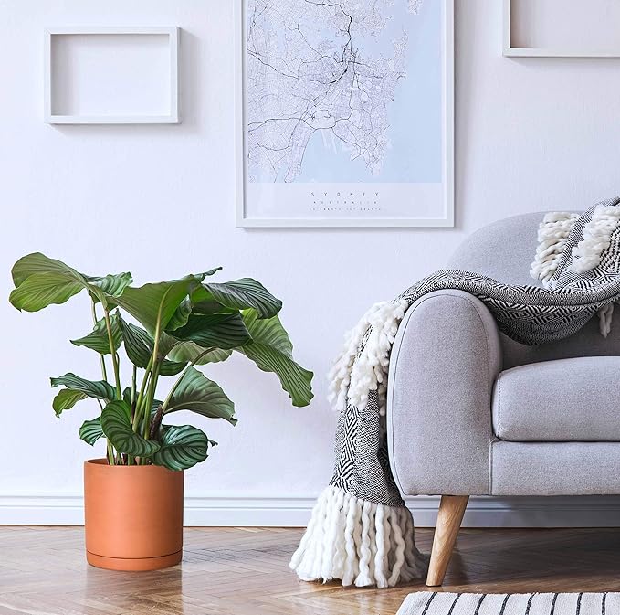 D'vine Dev Medium 8 Inch Terracotta Plant Pot with Drainage Hole and Saucer, Round Cylinder Planter Pot for Indoor Plants, Set of 2, 40-X-B-4