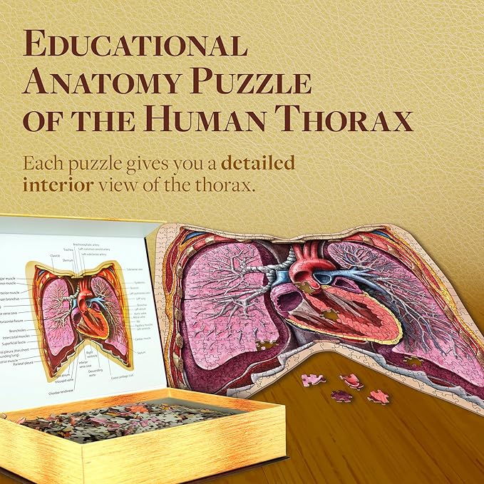 Human Thorax Anatomy Puzzle - Adult Jigsaw Puzzles Unique Gifts for Kids, Nurses, Doctors, Medical Students, Educational Science - 411 Piece Teen Floor Puzzle - Genius Games Dr. Livingston Body Model