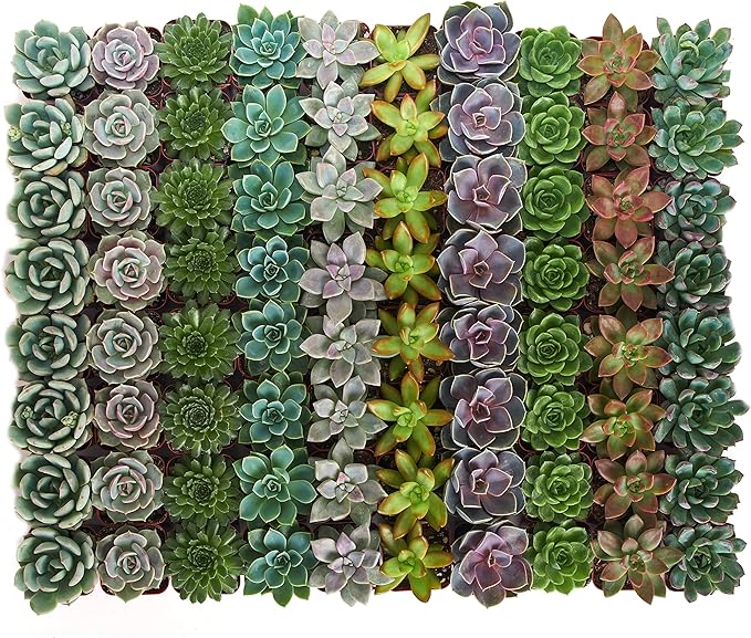 Shop Succulents Rosette Succulent Plant Pack Bulk Collection, Live Mini Succulent Plants, Low Maintenance, Floral Shaped Mix of Colors & Textures, Wedding and Party Favors, Gift & Garden, Pack of 64