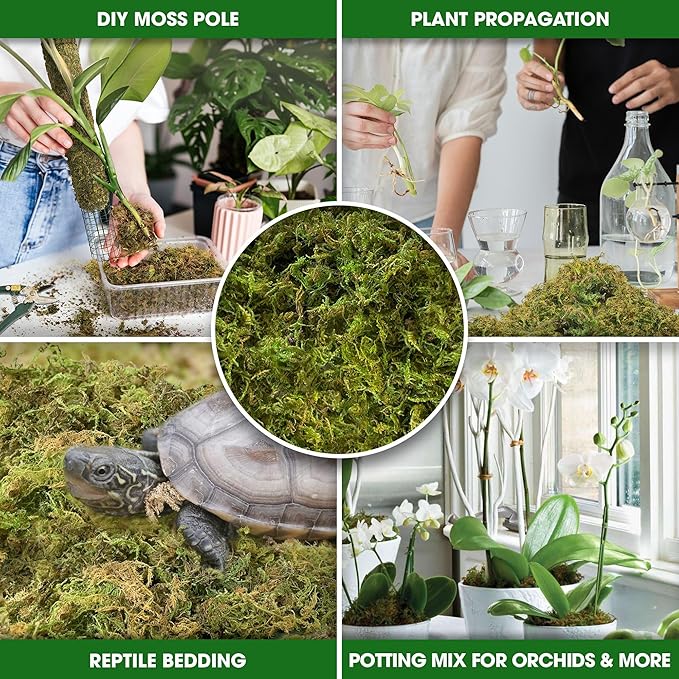 DUSPRO Dried Moss for Potted Plants, Forest Orchid Moss for Potting Mix, Sphagnum Potting Moss for Plants Indoor, Real Moss Soil Cover for Houseplant (2.1 LBS)