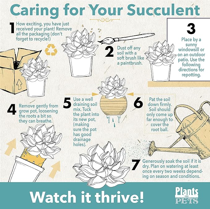 Trailing Elephant Bush Succulents, Hanging Plants Live Succulents Plants Live Houseplants, Hanging Planter Basket, Mini Succulents Live Plants Indoor Plants in Plant Basket by Plants for Pets