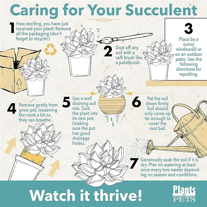 String of Dolphins Plant Live Succulents, Succulents Plants Live in Hanging Planter, Succulents Live Plants Indoor Plants Live Houseplants, Hanging Plants Live Succulent Plants Live by Plants for Pets