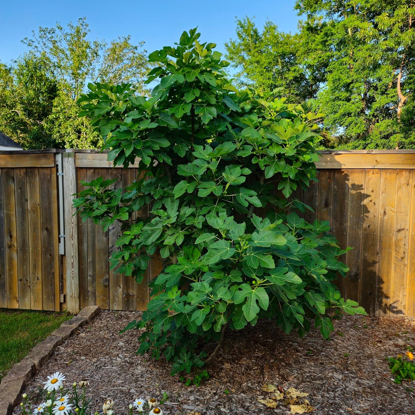 Celeste Fig Tree, Live Plant in 6-Inch Pot, Sweet Fruit Bearing Plant
